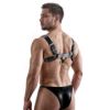 Picture of English Bull Dog Harness