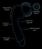 Picture of 10X Solo Stroke Penis Teaser Wand